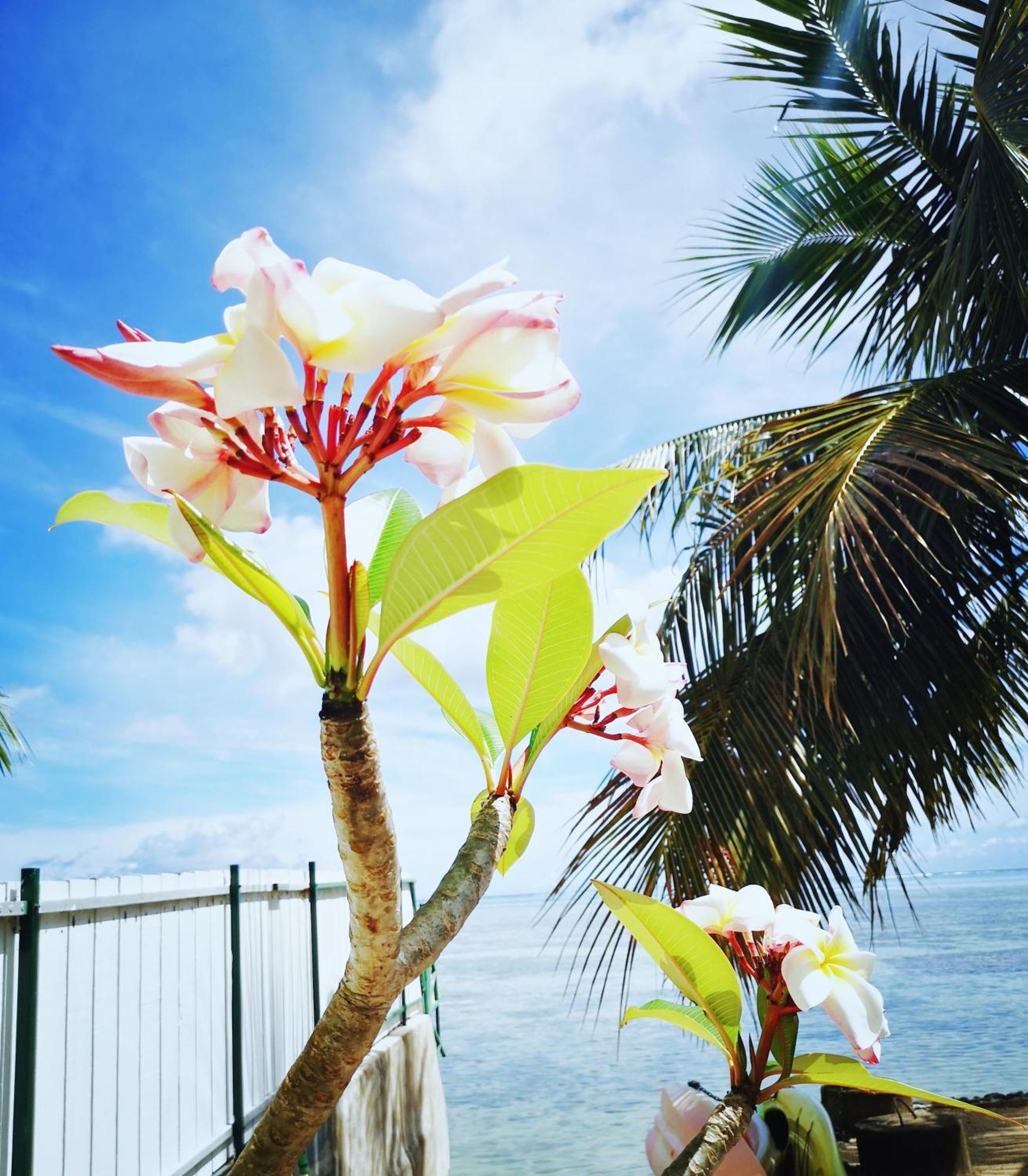 Lagoon Dream Moorea Exteriér fotografie